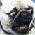 :iconguigomes: