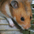 :iconGuiltyVictim: