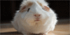:iconguinea-pig-affection:
