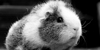 :iconguinea-pig-paradise: