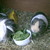 :iconguineapig4: