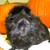 :iconguineapiglove18: