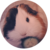 :iconguineapigrage: