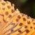 :iconguineapigswarm: