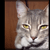 :iconguinnypooh: