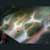 :iconguitarhero14: