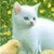 :icongulfwares:
