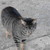 :icongumb440: