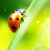 :icongumkae:
