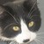 :icongundam-fire: