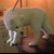 :icongunsmoke138: