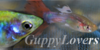 :iconguppylovers: