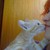 :icongutierresbah: