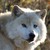 :icongwynnwolfpaw: