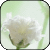 :icongypsophillia: