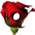 :iconh0110wpetal-stock: