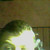 :iconhababas:
