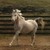 :iconhachi224: