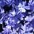 :iconhachii-x: