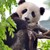 HachikoHal :iconhachikohal: