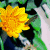 :iconhadeelmagdy: