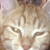 :iconhadibou: