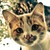:iconhafizheidern: