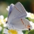:iconhaiiro-papilio: