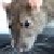:iconhaileykyle: