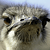 :iconhairless-fairy: