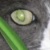 :iconhalavana: