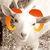 :iconhalcyondogs: