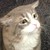 :iconhales2342: