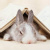:iconHalfMetalAlchemist: