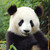 :iconhalpanda: