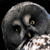 :iconHalvari: