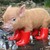 :iconham-hocks: