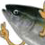 :iconhamachi-kuchiba: