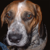 :iconhamishthedog: