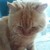 :iconhamizulfadli81: