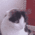 :iconhammersticks: