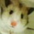 :iconhammyhamstein: