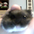 :iconhamster-plz: