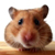 :iconhamstermancer: