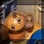 :iconhamstermoon: