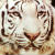 :iconhana-ginkawa: