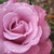 :iconhana-keiko:
