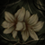 :iconhana-kurai: