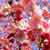 :iconhana-sakura: