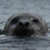 :iconhangashore: